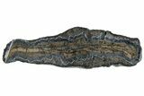 Mammoth Molar Slice With Case - South Carolina #291073-2